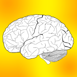The brain