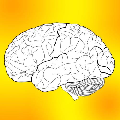 The brain