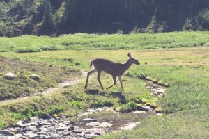 IMG_3052